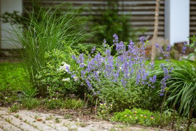 Siergras geeft je tuin beweging en karakter