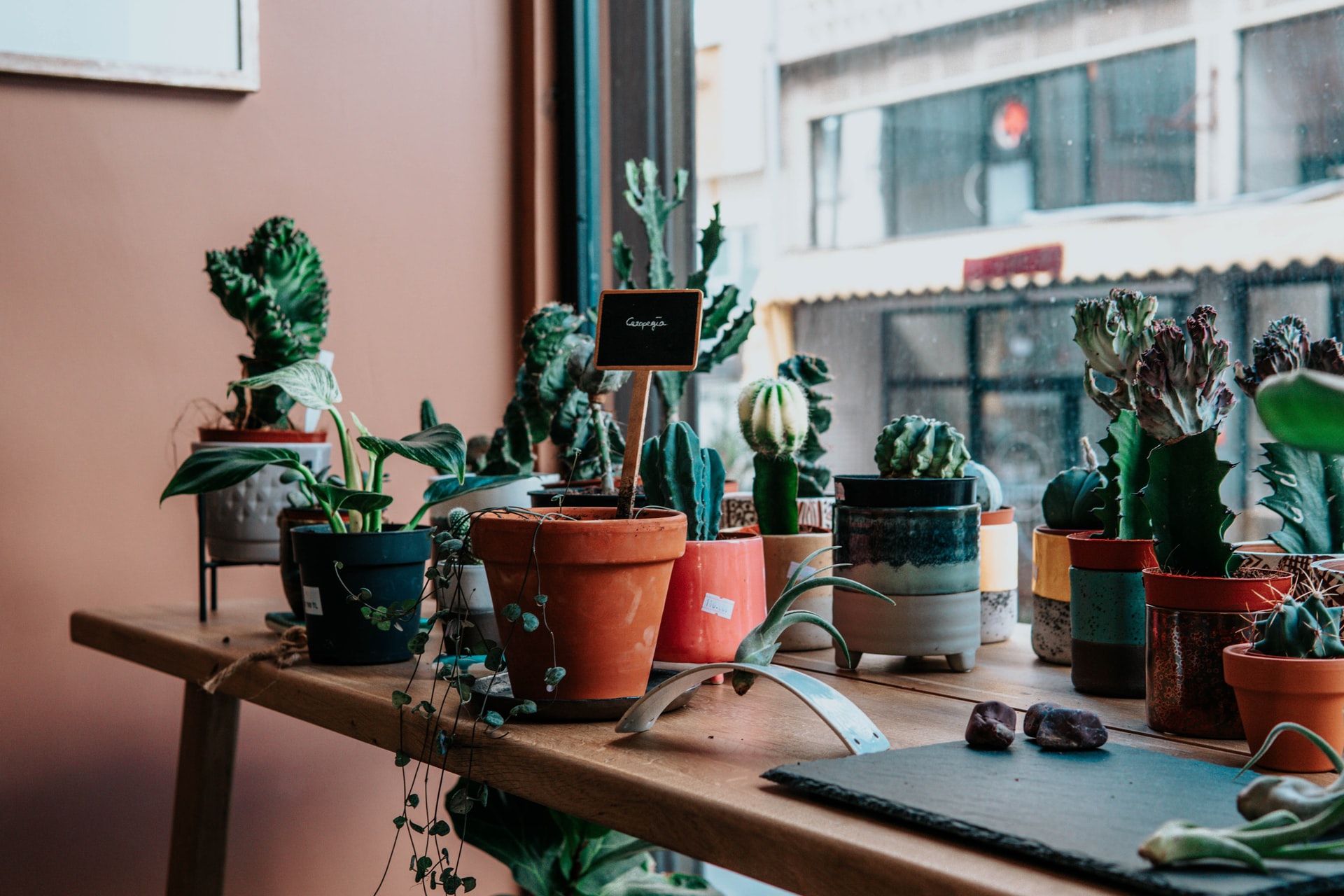 Zo voegen planten kleur aan je woning toe