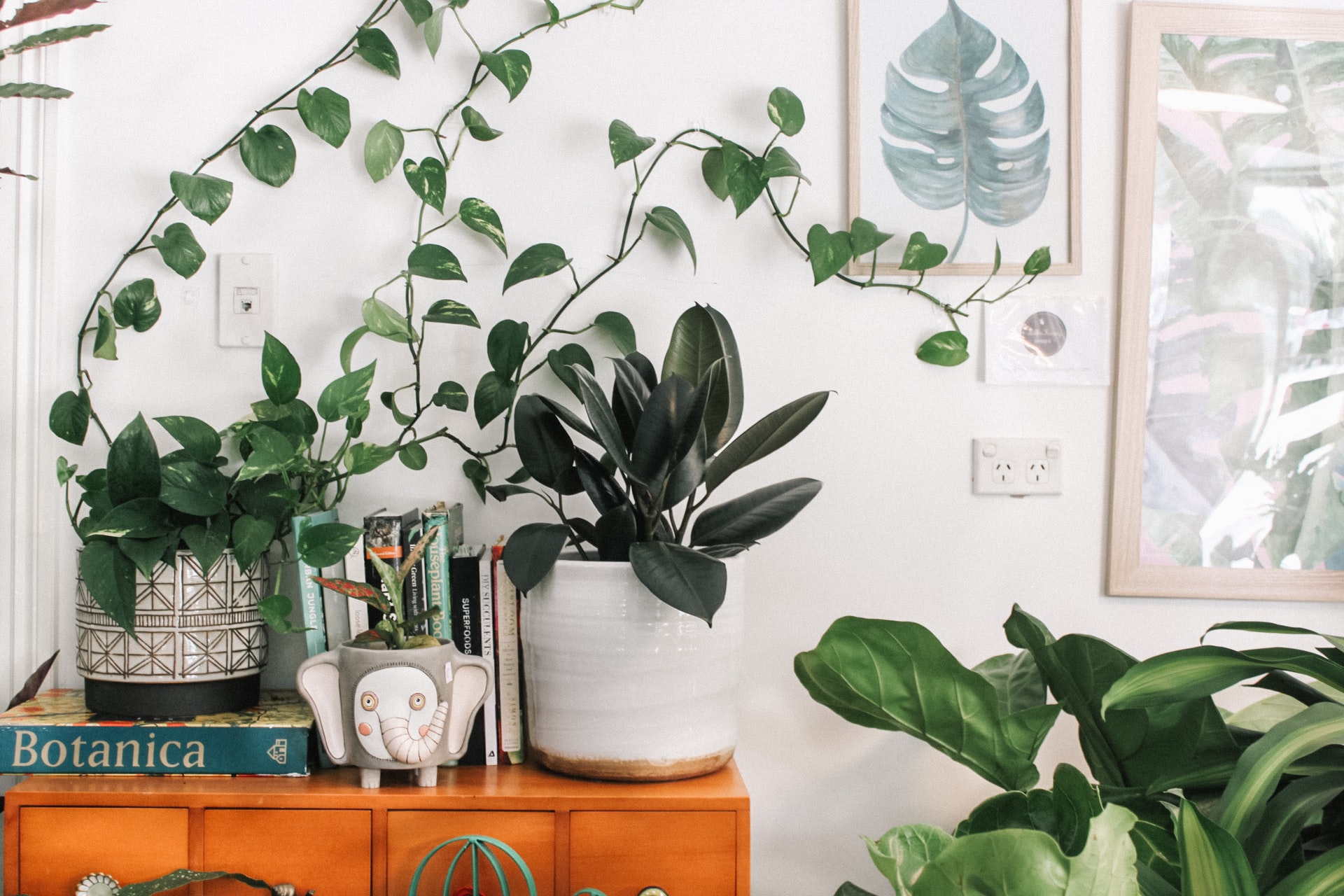 5 tuinfouten die je planten kunnen schaden