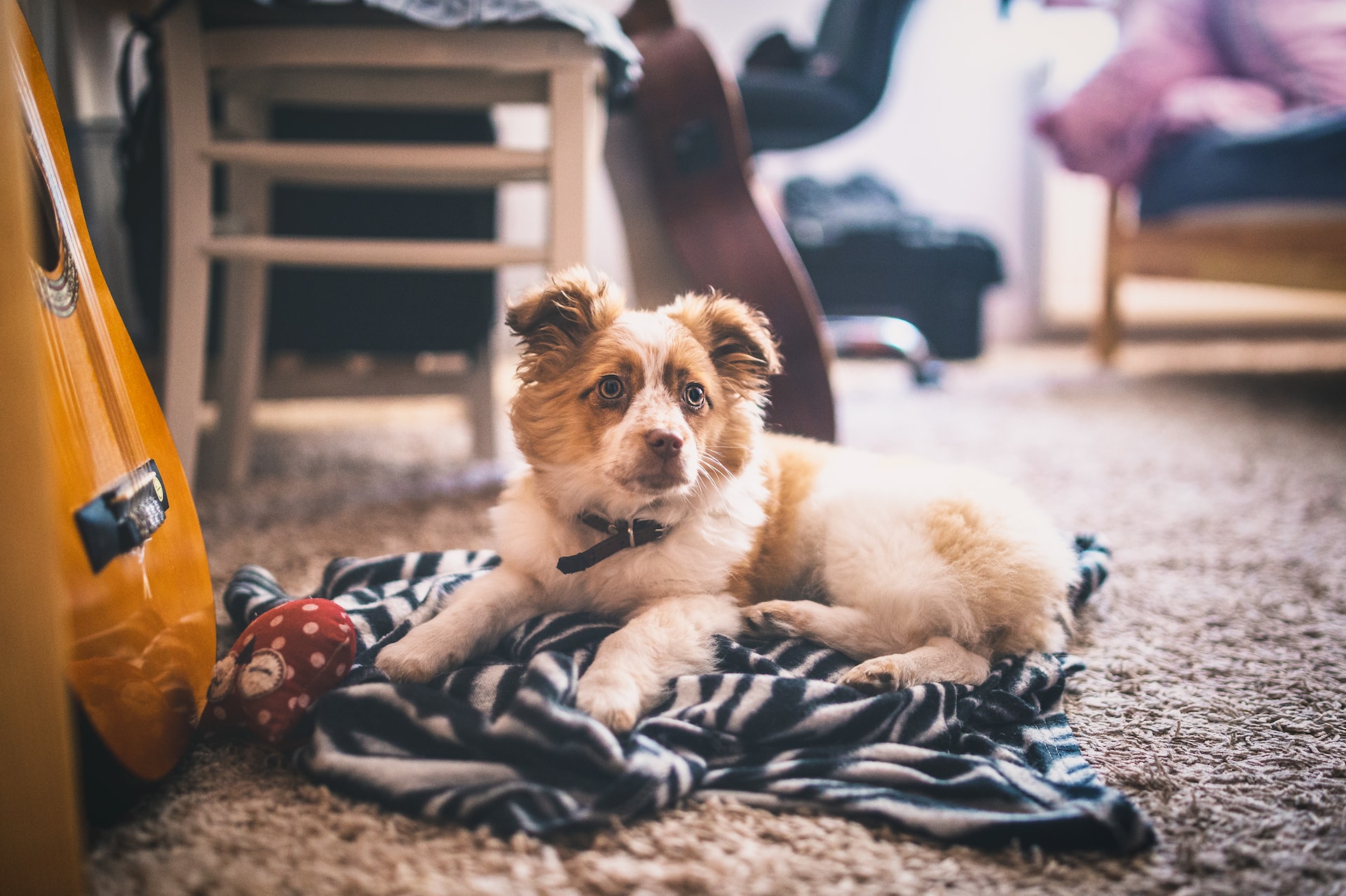 Beste vloer voor een huishouden met een hond