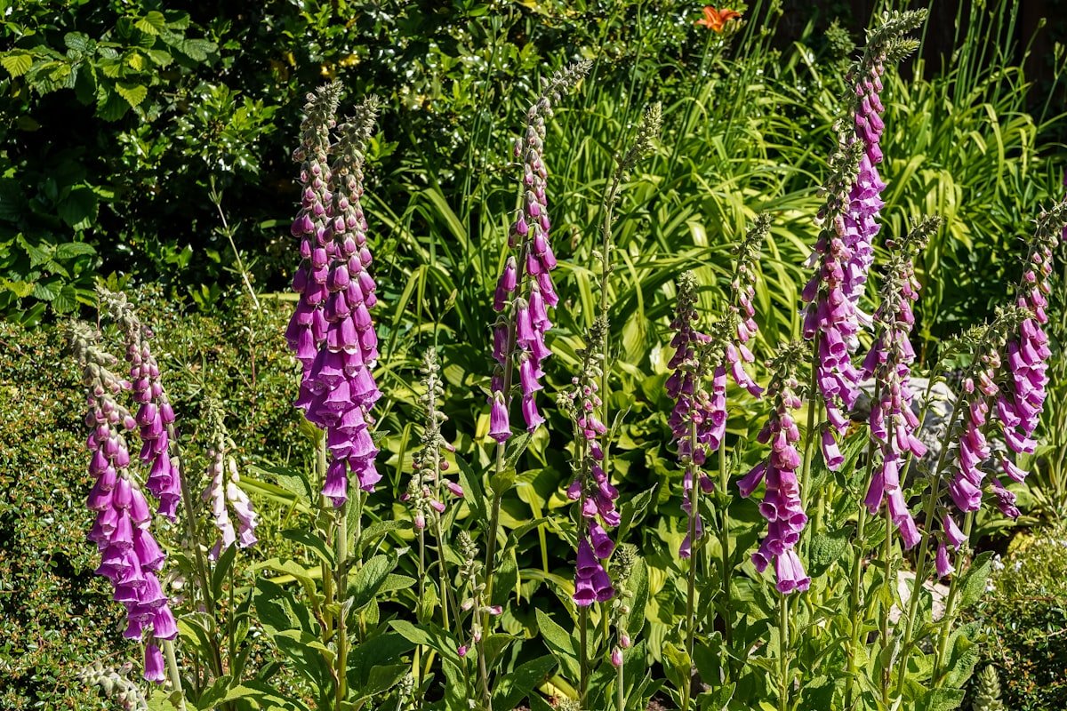De rommelige cottagetuin wint het van de strakke tuin